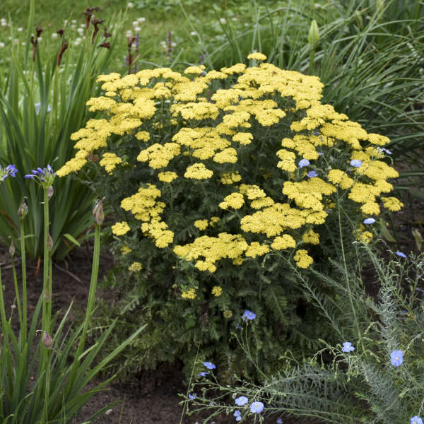 Firefly Sunshine Yarrow Image