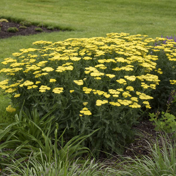 Sassy Summer Lemon Yarrow Image