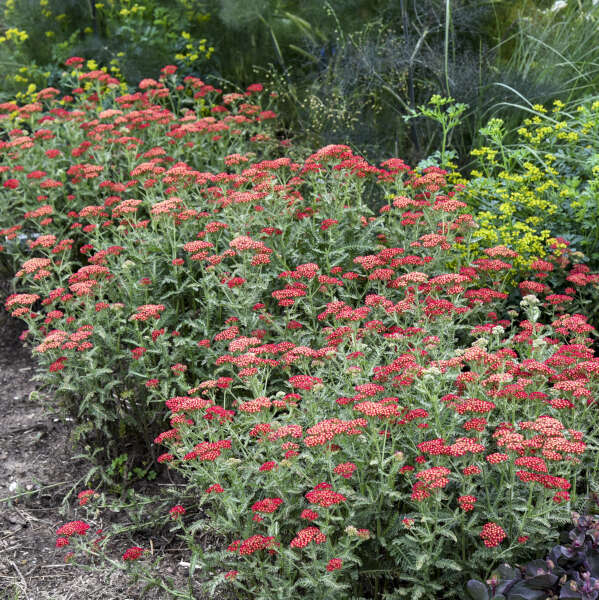 Sassy Summer Sangria Yarrow Image