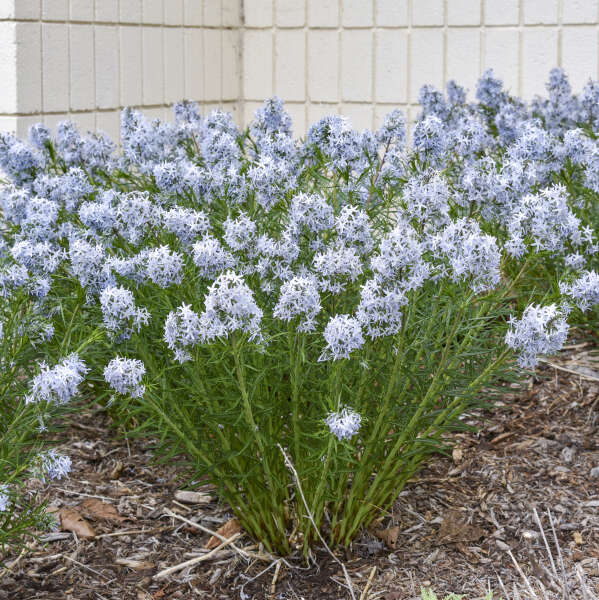 String theory Blue Star Image