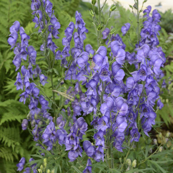 Monkshood Image