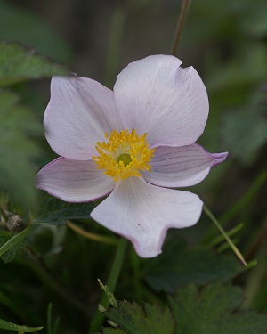 Robustissima Anemone Image