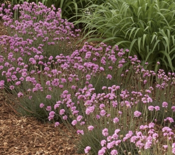 Bloodstone Sea Thrift Image