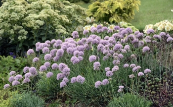 Blue Eddy Ornamental Onion Image