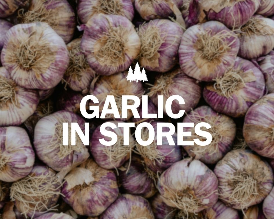 Garlic In Stores Now Image