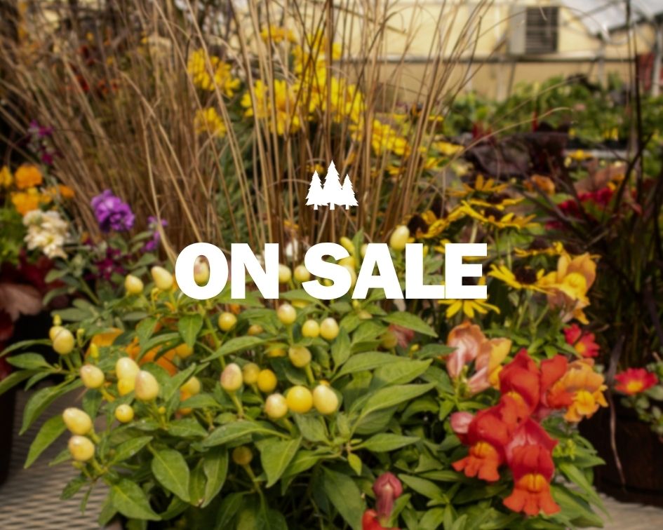 Blooms & Bargains Sale Image