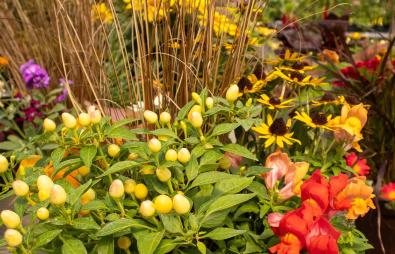 Fall Workshops Image