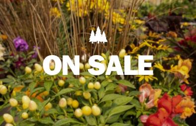 Blooms & Bargains Sale Image
